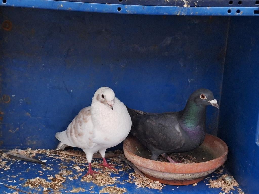 Koppel duiven, Dieren en Toebehoren, Vogels | Duiven
