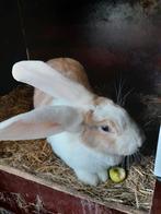 Vlaamse /duitse reuzen verschillende kleuren, Dieren en Toebehoren