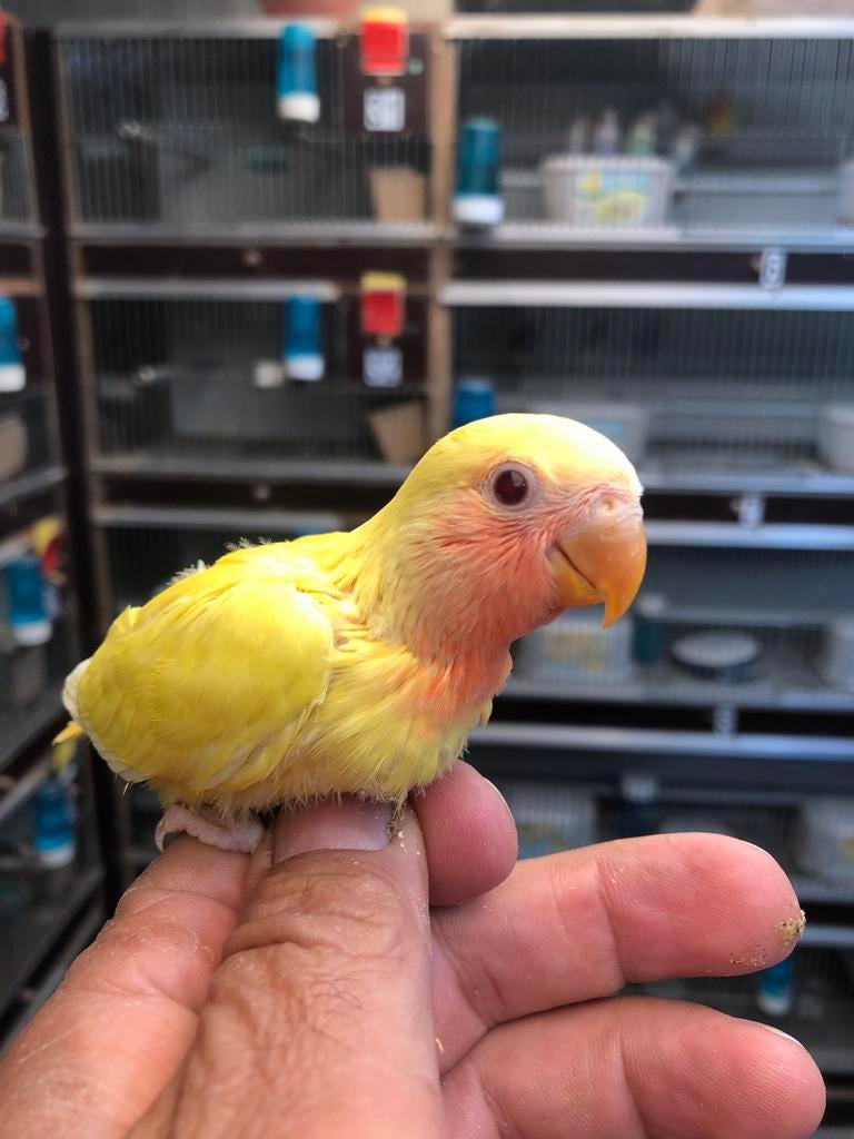 Geel lutino baby dwergpapegaai