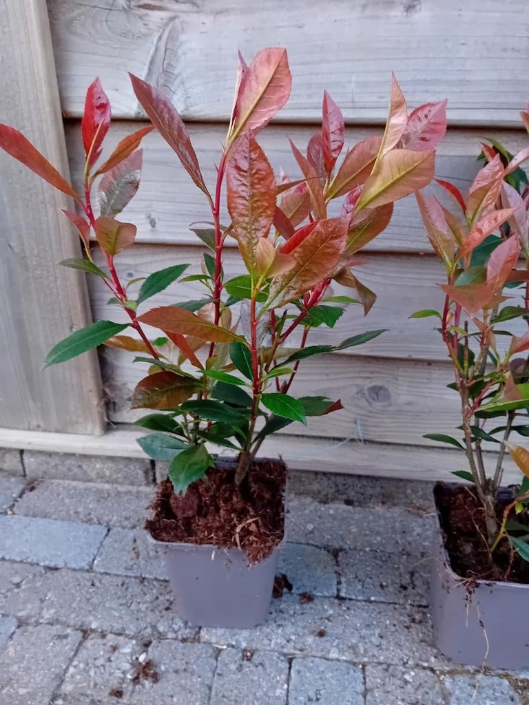 Photinia Red Robin, Jardin & Terrasse, Plantes | Arbustes & Haies, Enlèvement