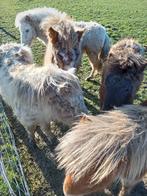 Veulens, Dieren en Toebehoren