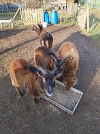 4 mooie Soay schapen te koop, Plusieurs animaux, Mouton, 3 à 5 ans
