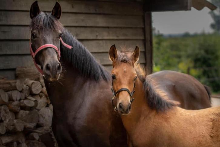 Jument reproductrice à vendre 16 ans. Actuellement enceinte, Animaux & Accessoires, Chevaux, Jument, Débourré, Moins de 160 cm