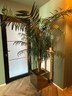 Grote nepplant, Ophalen, Zo goed als nieuw