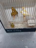 Mooien groote gezonde kanaries mannen fluiten mooi, Dieren en Toebehoren