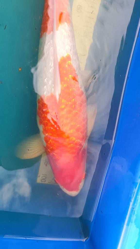 Koi Ginrin Kohaku HQ, Dieren en Toebehoren, Karper of Koi