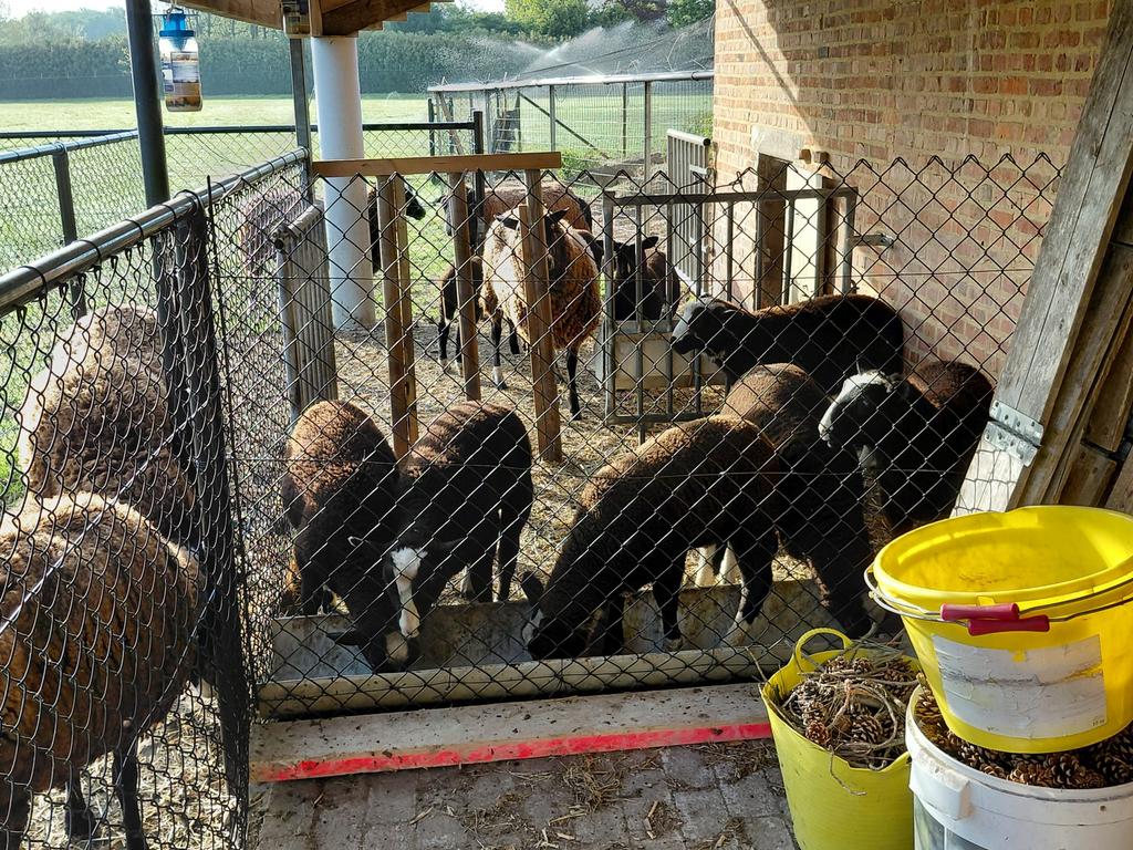 Zwartbles schapen, Dieren en Toebehoren, Meerdere dieren, Schaap, 0 tot 2 jaar