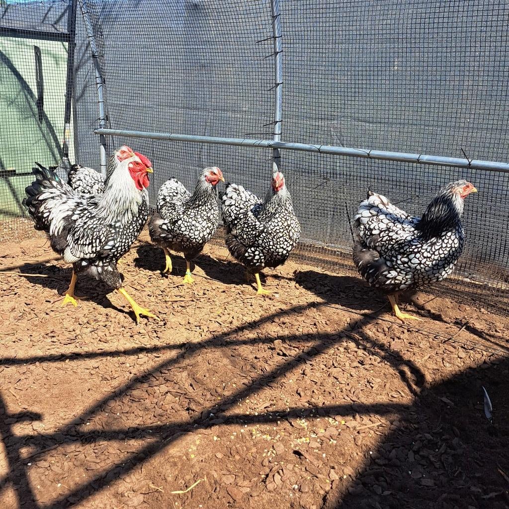 Broedeieren Wyandotte zilver zwart gezoomd groot, Dieren en Toebehoren, Pluimvee