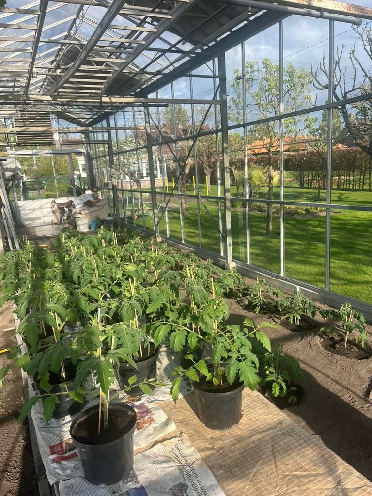 Coeur du boeuf tomatenplant, Tuin en Terras, Ophalen, Zo goed als nieuw