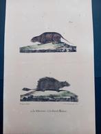 Gravure coloriée Le Rat de Málaga de Le Sherman lot 148, Enlèvement ou Envoi