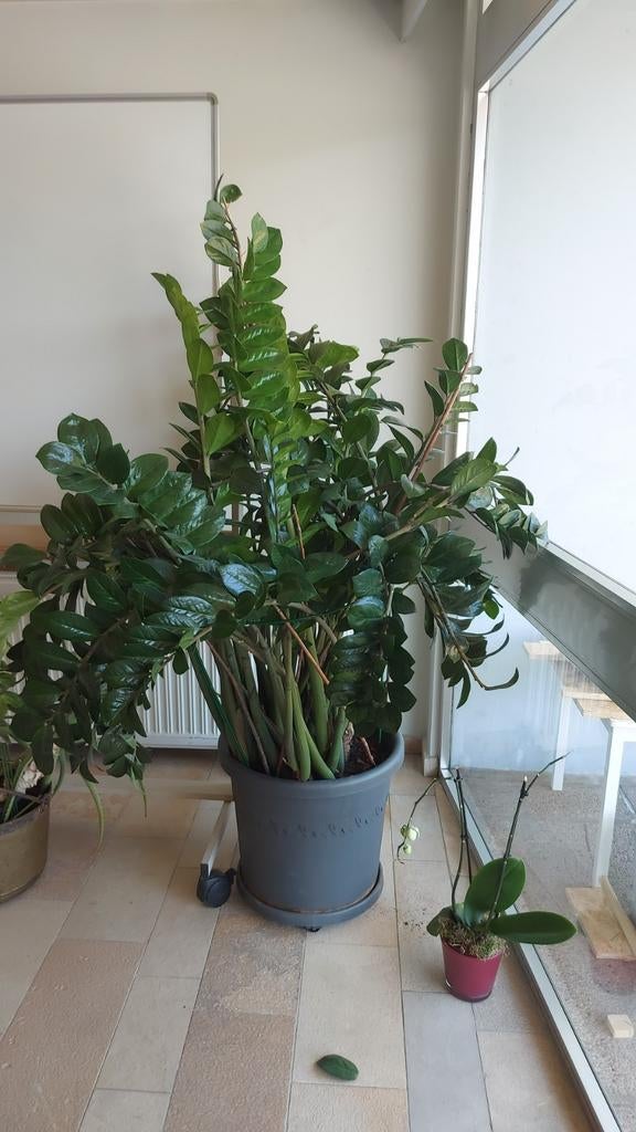 Plante Zamioculcas zamiifolia,, Maison & Meubles, Plantes d'intérieur, Enlèvement