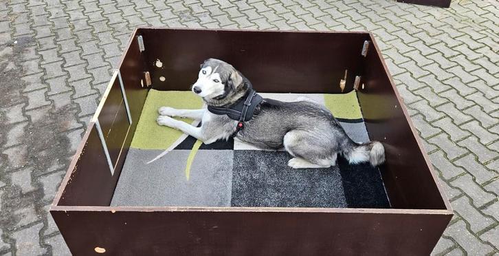 Werpkist incl toebehoren, complete set, Dieren en Toebehoren, Honden-accessoires, Ophalen