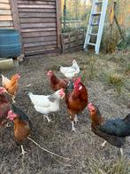 Broedeieren – ISA Brown / Sussex / Harco mix ( kruising), Dieren en Toebehoren