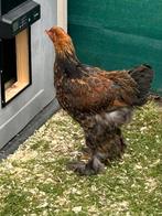 Brahma hanen 10 weken oud, Dieren en Toebehoren, Pluimvee