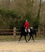 Mooie merrie, Dieren en Toebehoren, Paarden