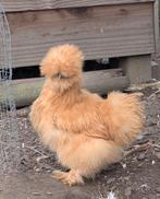 USA zijdehoen hennen zijdeveer en frizzle kippen, Femelle, Poule ou poulet