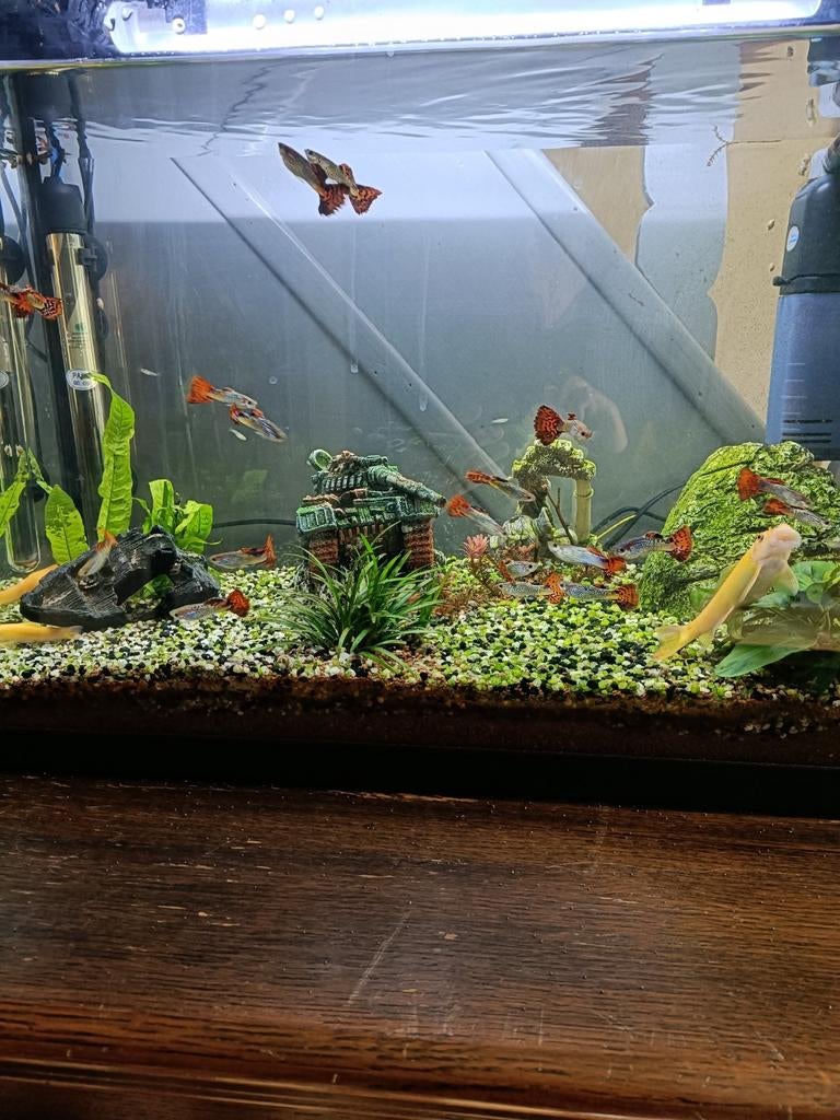 Guppys te koop, Enlèvement, Autres types