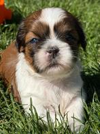 Chiots Lhassa apso, Animaux & Accessoires, Chien (mâle), Autres races, Belgique, Plusieurs