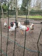 Broedeieren Leghorn bont/porselein