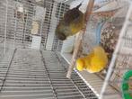 Vogels te koop Verschillende soorten en kleuren kanaries te, Dieren en Toebehoren