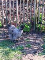 Zijdehoen hen grijs (2025), Femelle, Poule ou poulet