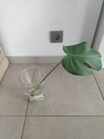 Stekje van monstera plant, Huis en Inrichting, Kamerplanten, Ophalen