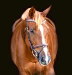 Toffe 12j allrounder, Dieren en Toebehoren, Pony's, Ruin