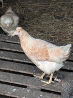 Cream legbar, Dieren en Toebehoren, Pluimvee