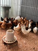 Verschillende legkippen