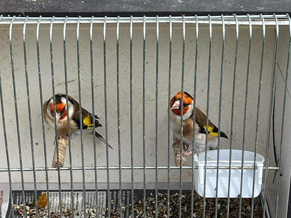 2 grote puttermannen van 2025 mogen verhuizen, Animaux & Accessoires, Oiseaux | Oiseaux Autre, Mâle, Oiseau chanteur sauvage, Bagué