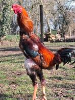 Mooie Indio Gigante foktoom, Dieren en Toebehoren, Pluimvee, Meerdere dieren, Kip