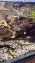 baby T bar chiclide (Cryptoheros sajica), Dieren en Toebehoren, Vis, Zoetwatervis