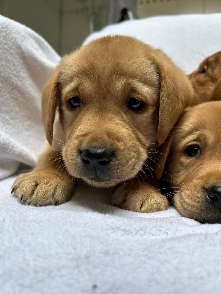 Mooie donker blonde labrador pups, Dieren en Toebehoren, Honden | Retrievers, Spaniëls en Waterhonden, Parvo, België, 8 tot 15 weken