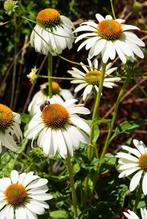 Echinacea alba, Tuin en Terras, Planten | Tuinplanten, Ophalen, Volle zon