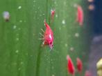 Neocaridina Bloody Mary - Rode Garnalen, Kreeft, Krab of Garnaal, Zoetwatervis