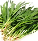 Chinese Bieslook, Tuin en Terras, Planten | Tuinplanten, Ophalen, Volle zon, Vaste plant, Kruiden