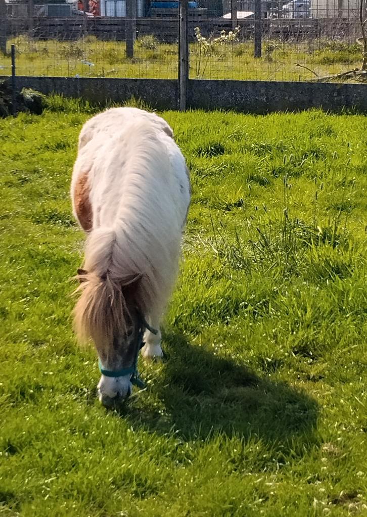 superlieve Belgisch Miniatuurpaard Stamboekmerrie, Dieren en Toebehoren, Pony's, Merrie, A pony (tot 1.17m), Met stamboom, Gechipt