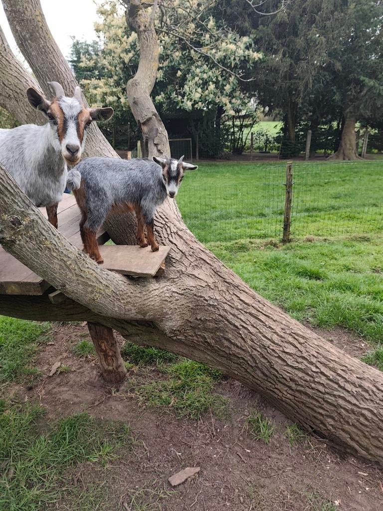 Dwerggeitjes, Dieren en Toebehoren, Schapen, Geiten en Varkens, Vrouwelijk, Geit, 0 tot 2 jaar