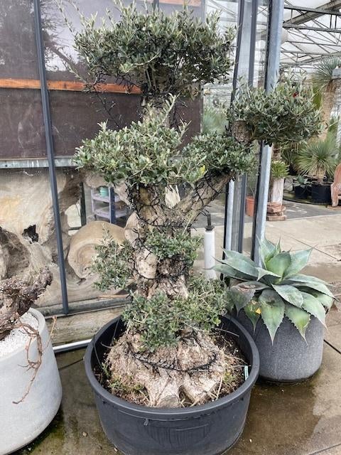 Olivier 'Pom Pom', Jardin & Terrasse, Plantes | Arbres, Olivier, 100 à 250 cm, Plein soleil, Printemps, En pot, Enlèvement
