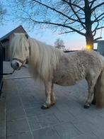 Palomino merrie en 3 jarige hengst  te koop, Dieren en Toebehoren, Met stamboom, Niet van toepassing, Hengst, A pony (tot 1.17m)