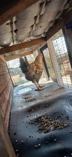 Haan, Dieren en Toebehoren, Pluimvee, Mannelijk, Kip