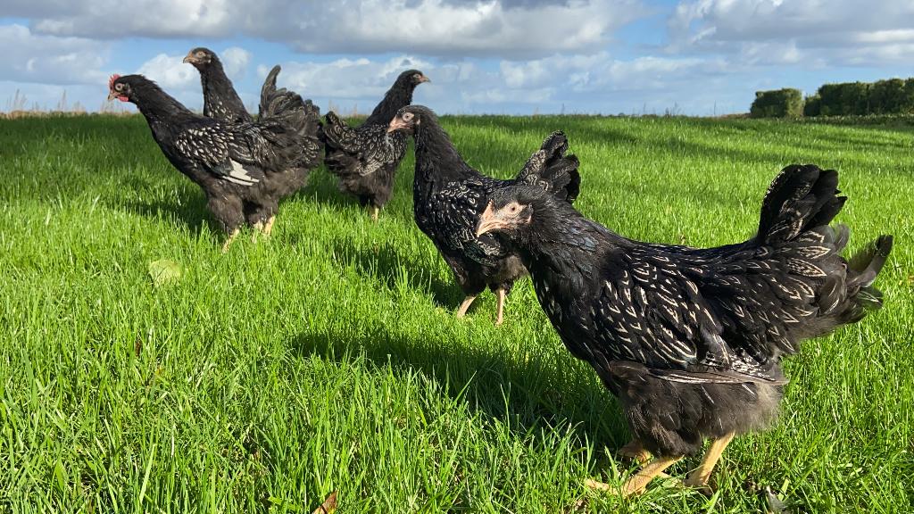 Jonge tamme Barnevelder zilver gezoomd gesekst & ingeënt, Dieren en Toebehoren, Vrouwelijk, Kip
