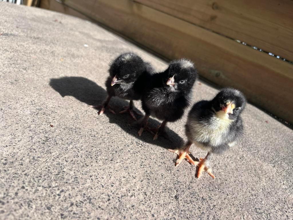 Mechelse koekoek kuikens