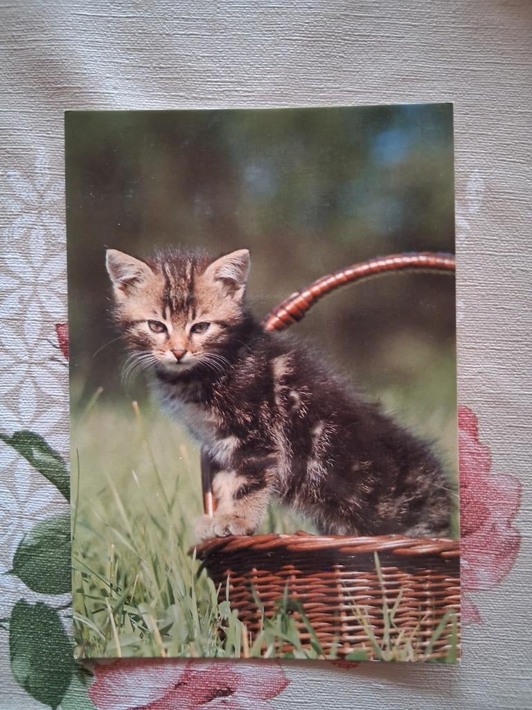 Postkaart poes, Collections, Cartes postales | Animaux, Enlèvement ou Envoi