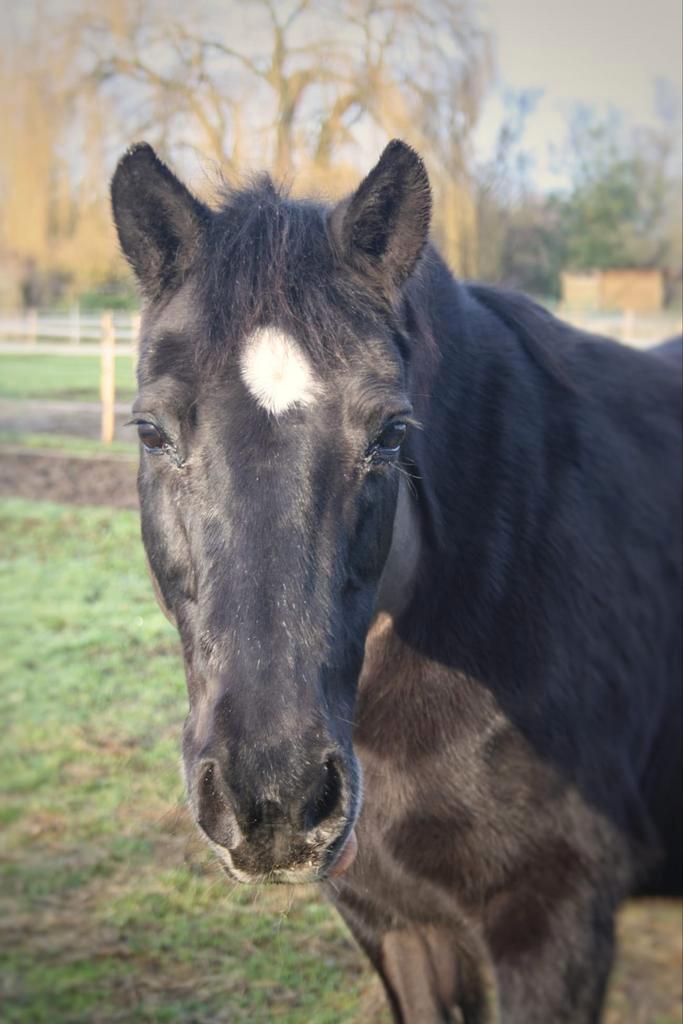 D-Pony merries, Animaux & Accessoires, Poneys, Jument, Débourré, Poney D (1.37 m à 1.48m)