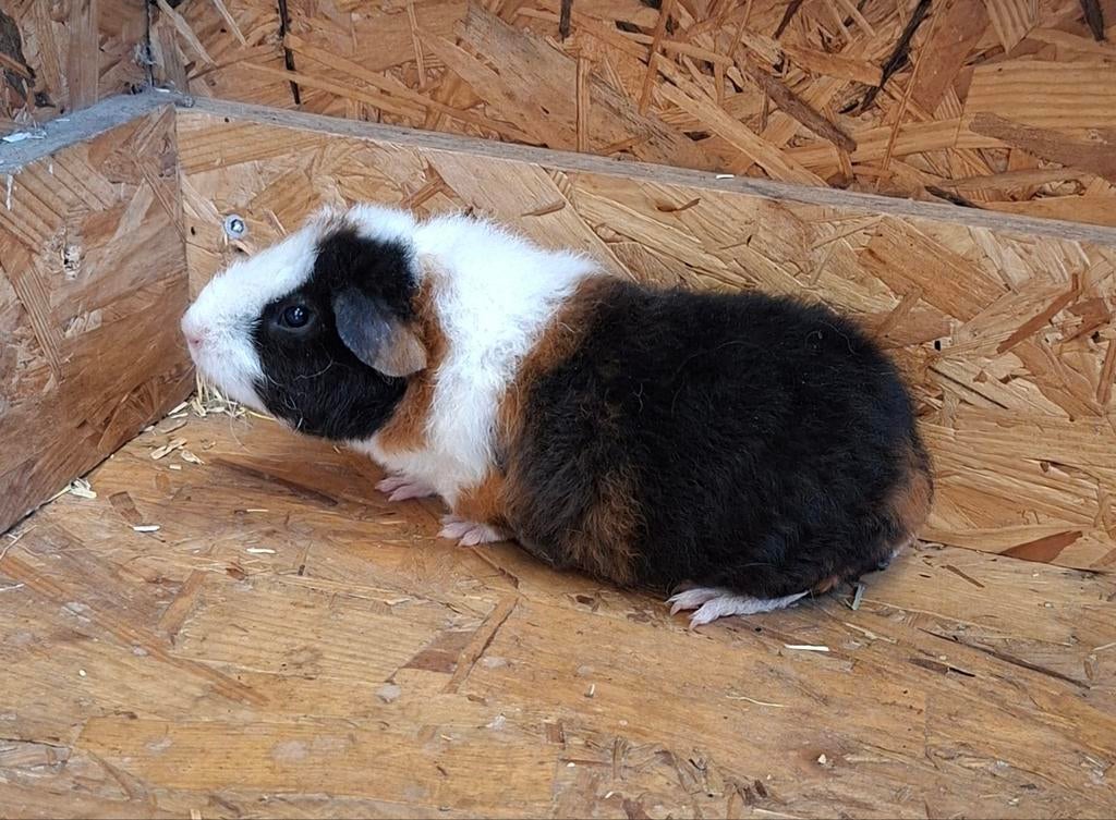 Us teddy cavia, Dieren en Toebehoren, Maart, Cavia