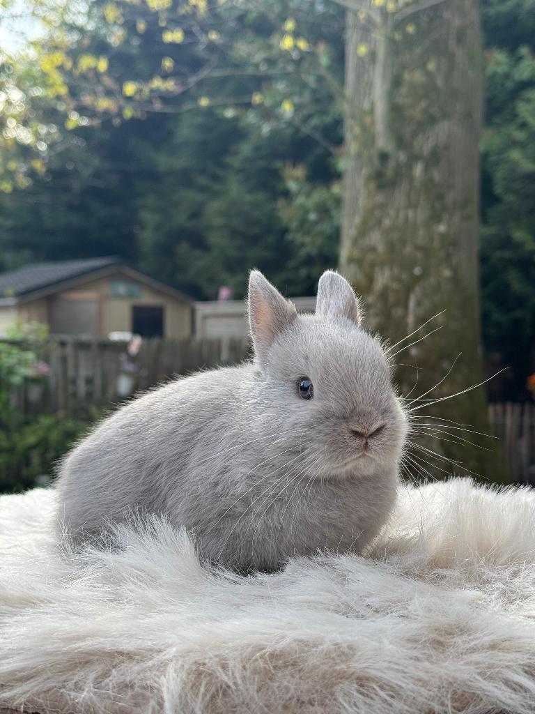 Feh kleurdwerg rammetje, Dieren en Toebehoren, Mannelijk, Dwerg, 0 tot 2 jaar