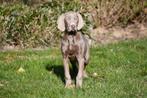 Chiots Weimaraner à vendre, 15 semaines à 1 an, Hépatite contagieuse (maladie de Rubarth), Belgique, Éleveur | Professionnel