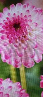 Dahlia, Ophalen of Verzenden, Voorjaar, Volle zon, Knol