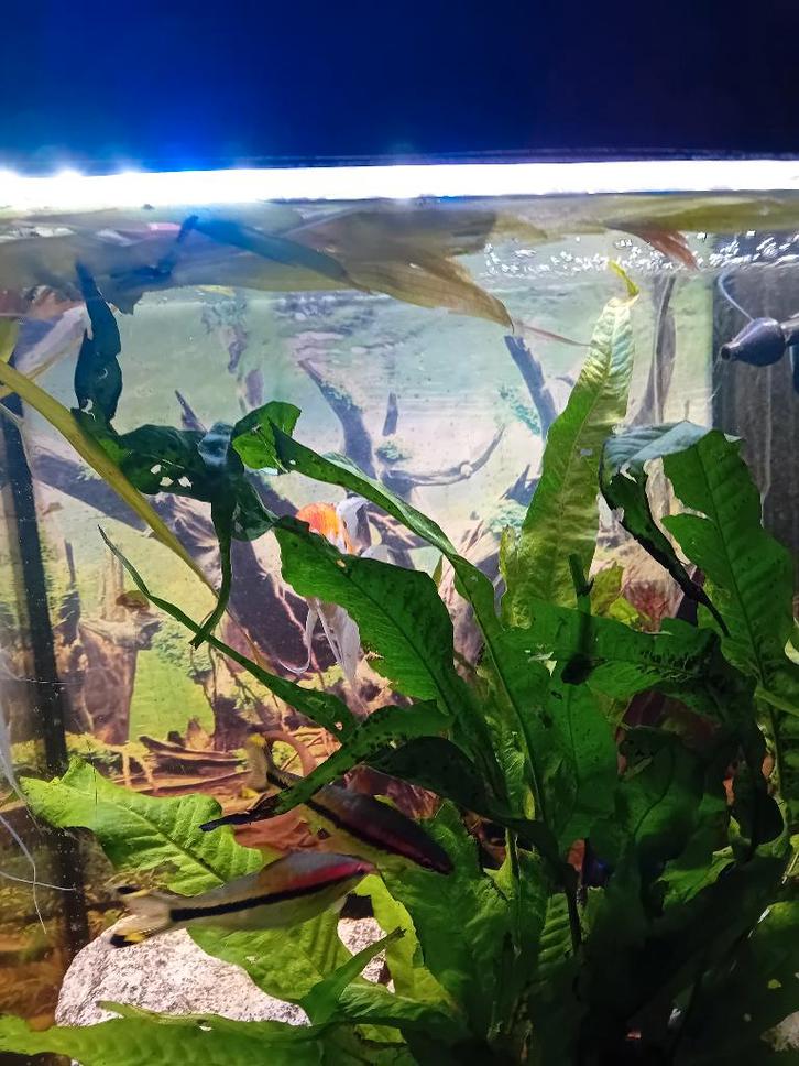 Aquarium eau douce complet avec CO2et poisson, Animaux & Accessoires, Poissons | Poissons d'aquarium, Poisson d'eau douce, Poisson